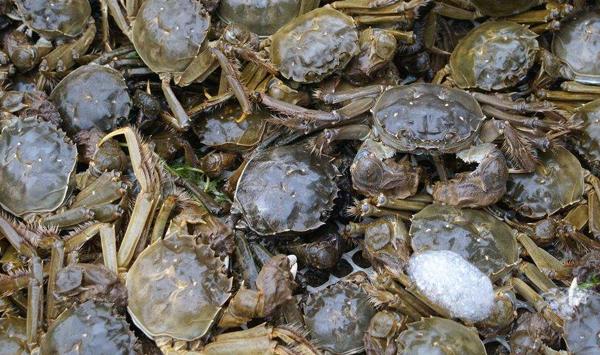 河蟹颤抖病的发生原因及预防措施