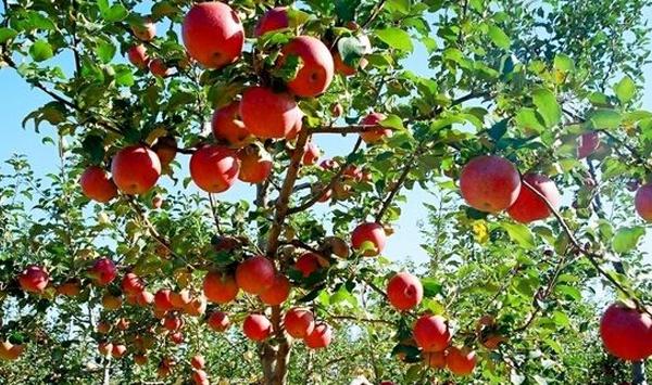 矮砧密植型苹果怎么种？