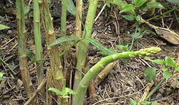 芦笋种植课堂：芦笋发生空心、开裂现象怎么办？