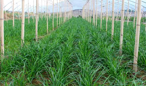 韭菜种植时间和具体种植条件
