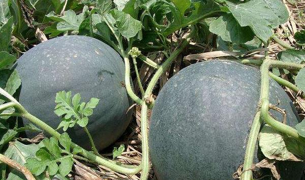 东北地区无籽西瓜栽培技巧