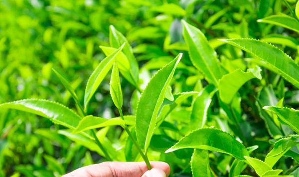 茶树育苗怎么提高成活率？