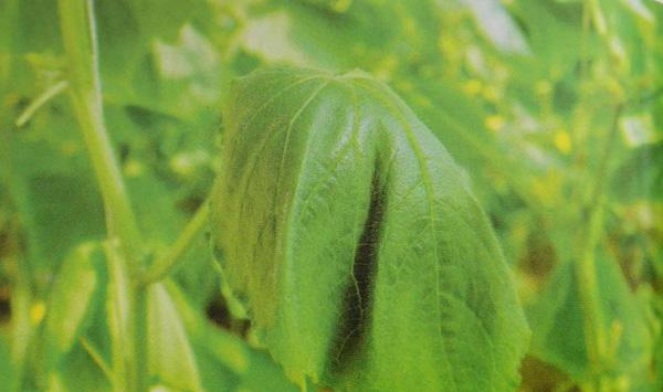 大棚黄瓜萎蔫防治措施