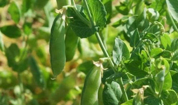 豌豆种植如何实现高产？豌豆高产栽培管理技术