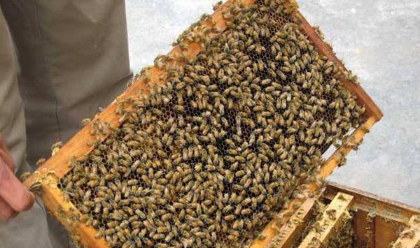 中华蜜蜂健康饲养技术要点