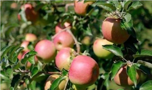 苹果树9—10月份病虫害防治月历