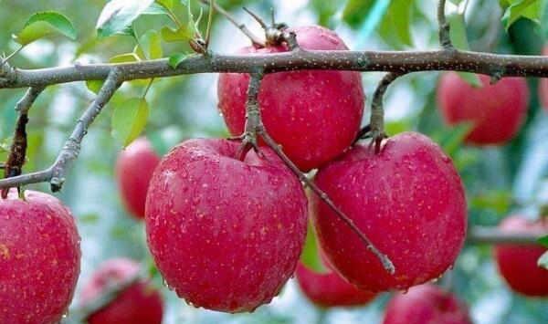 黑钻苹果树优点