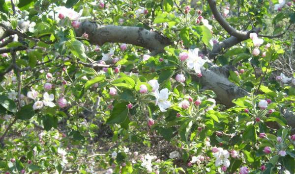 红富士苹果开花少是为什么？怎么防治？