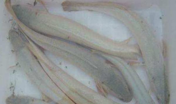 “白乌鱼”能吃吗？