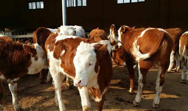 养殖牛常见问题