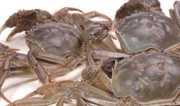 地下井水怎么养河蟹？