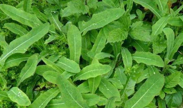 苦菜什么时候播种？苦菜高产栽培管理要点