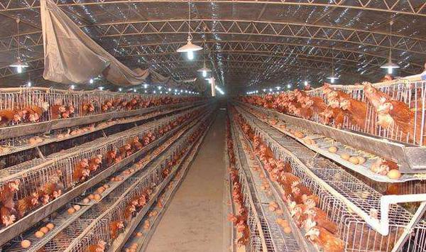 蛋鸡舍空栏期消毒管理要点