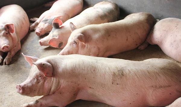 猪亚硝酸盐中毒有哪些症状表现？