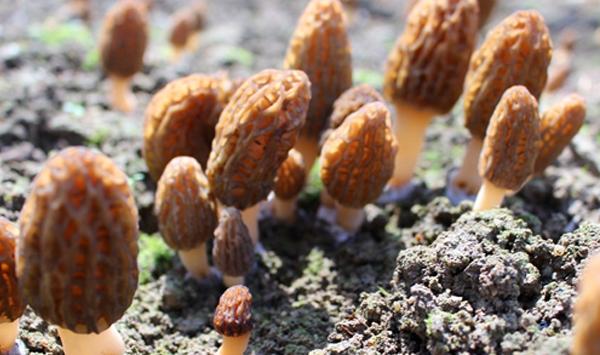 羊肚菌人工养殖难吗？（附栽培技巧）