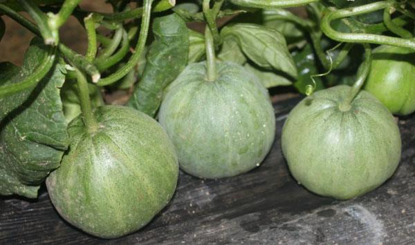 高寒地区日光温室薄皮甜瓜定植后管理要点及病虫害防治