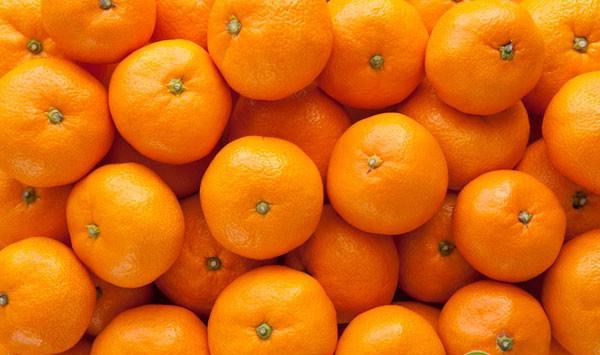 晚熟杂柑新品种“探戈”的栽培技术要点