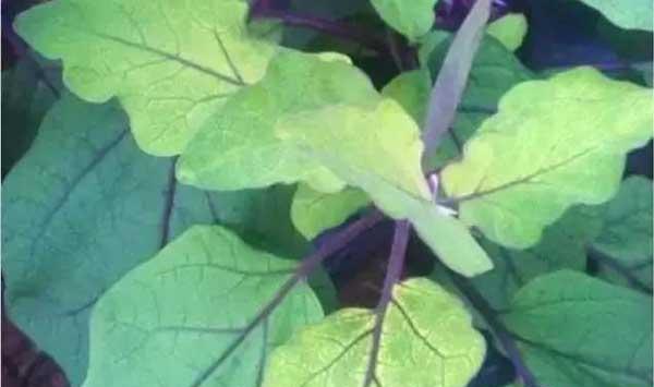 蔬菜黄头原因