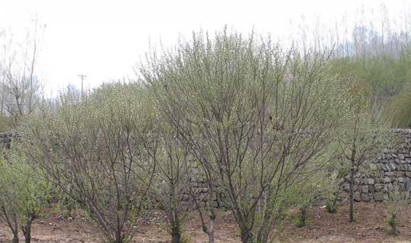 果树病害防治方案