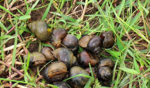 稻田养殖田螺都需要注意什么