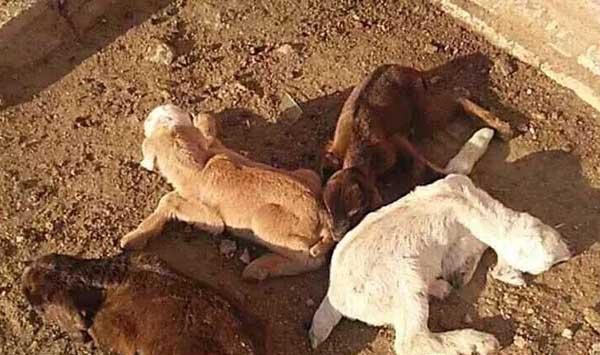 羔羊软瘫症发病原因