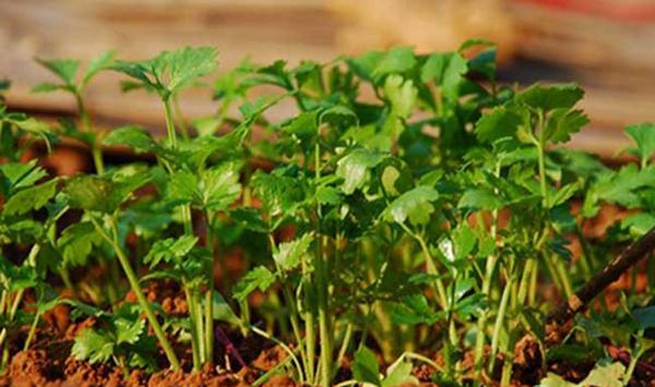 香菜种植为什么要除草，怎样除草更有效