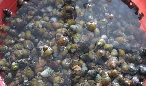 稻田可以养殖田螺吗