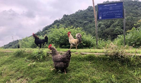 冬季散养鸡的养殖重点