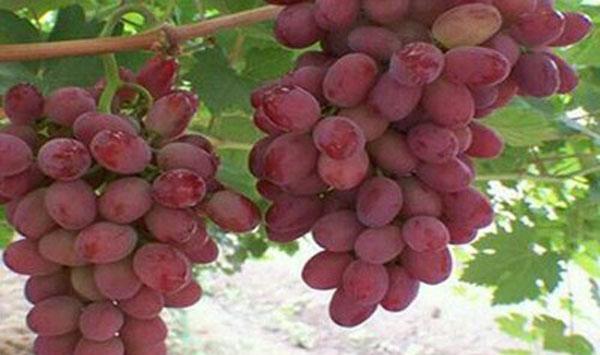 葡萄易被混淆的病虫害