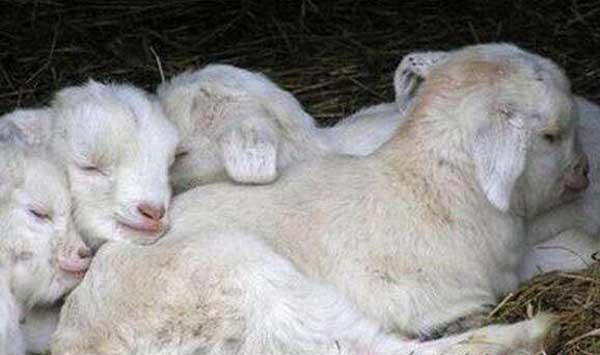 羔羊软瘫症防治措施