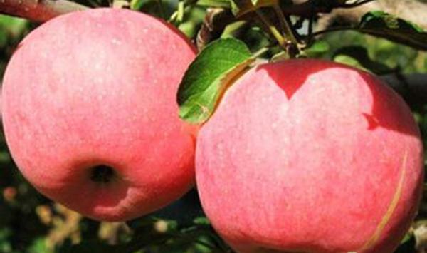 果树用肥的时间及施肥重点