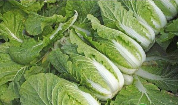 夏秋白菜的病虫害无公害防治技术
