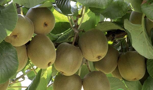 猕猴桃种植：刚买回来的猕猴桃幼苗要如何管理？