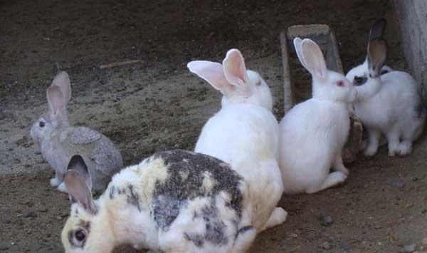 家兔配种注意事项