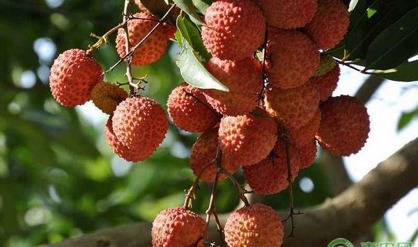 荔枝的种植技术