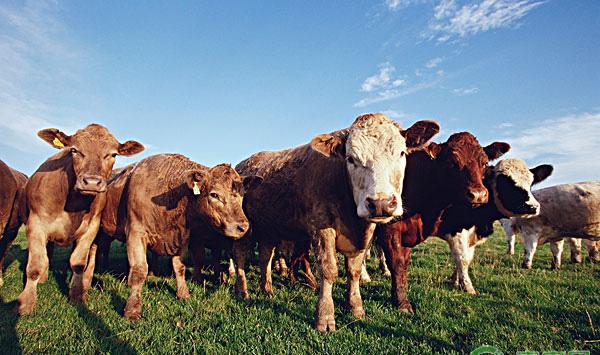 掌握这三点可以让牛长膘