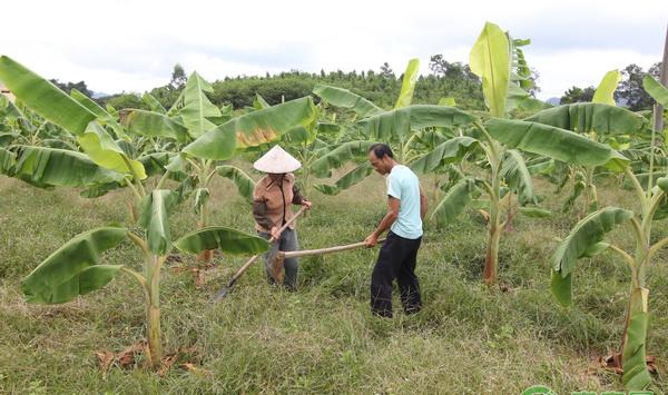 叶面肥和农药使用的注意事项