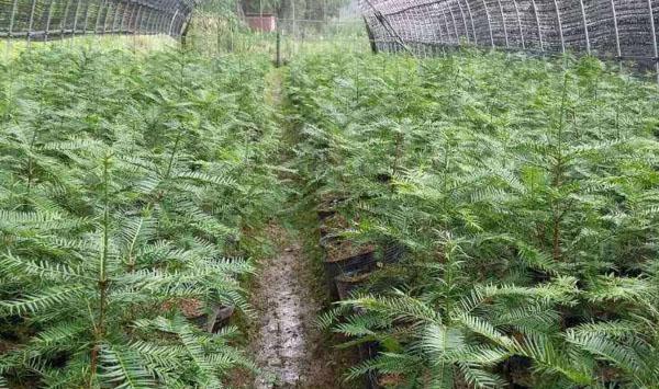 黄山市香榧与黄精复合经营技术探讨
