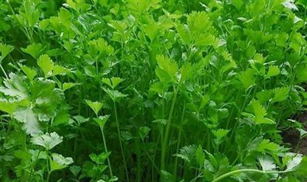 香菜高产无土栽培技术要点