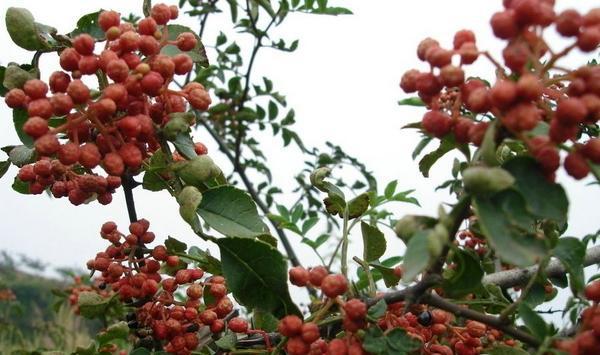 花椒种植技术要点