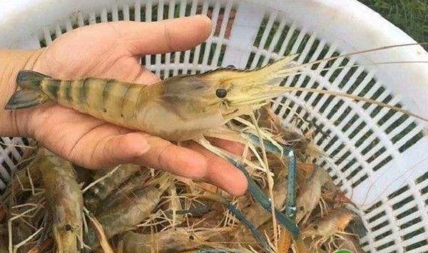 罗氏沼虾池塘养殖经验总结