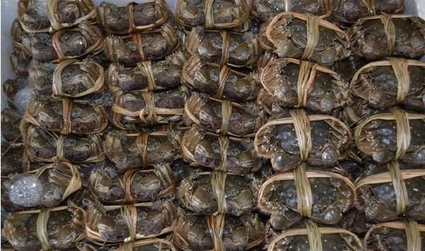 中华绒螯蟹“诺亚1号”863高效健康生态养殖模式