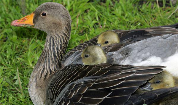 鹅产蛋少怎么办