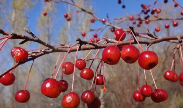 山里红种子采收、整地播种、病虫害防治等技术要点