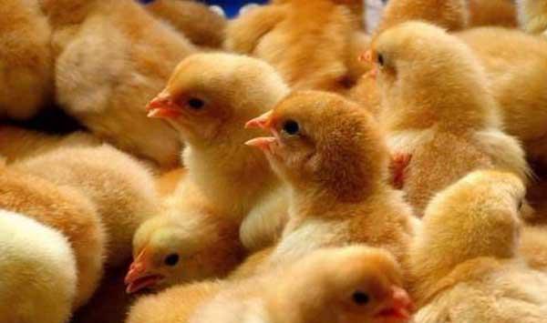 肉仔鸡腹水症防治措施