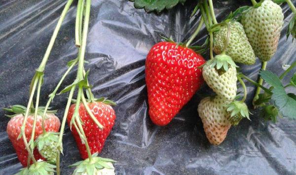 温室大棚草莓滴灌的优缺点分析