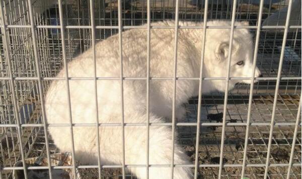 河北省昌黎县毛皮动物冬季免疫注意事项