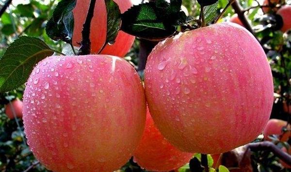 果树用肥的时间及施肥重点