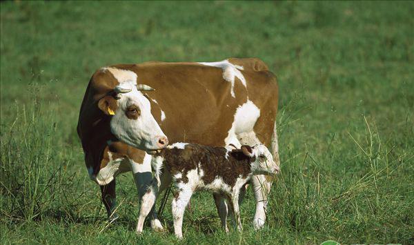 寒冬养牛需要注意什么