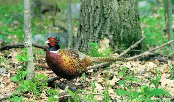 七彩山鸡的孵化方法及养殖技术